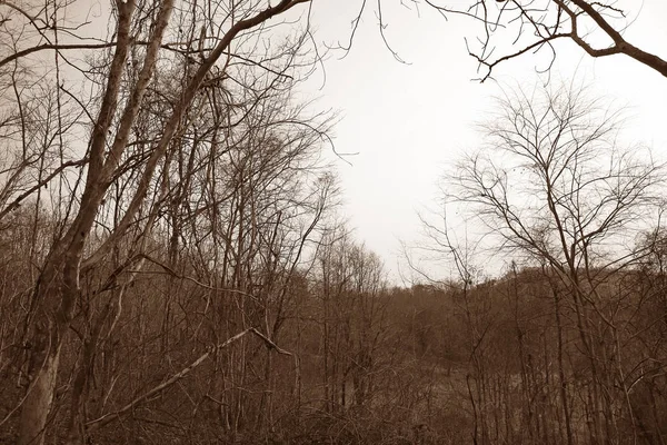 Kuru ağaç dalları ormandaki