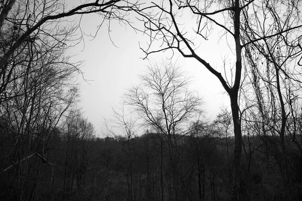 Kuru ağaç dalları ormandaki