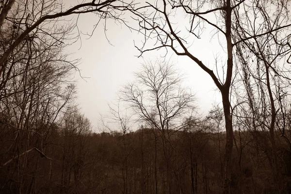 Kuru ağaç dalları ormandaki