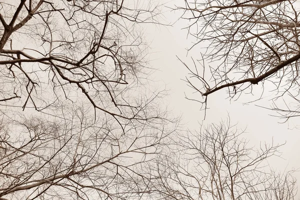 숲에 마른 나뭇가지 — 스톡 사진