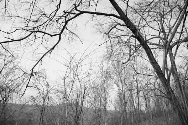 Trockene Äste im Wald — Stockfoto