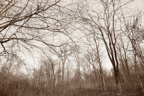 Kuru ağaç dalları ormandaki