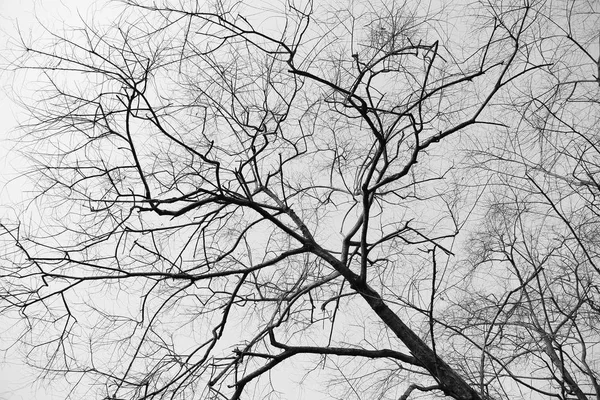 숲에 마른 나뭇가지 — 스톡 사진