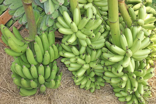 Banana verde bando, banana não madura cultivada bando — Fotografia de Stock