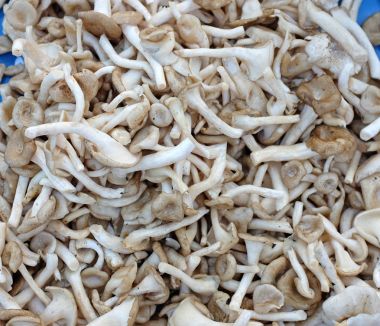 Bir yabani mantar arka plan