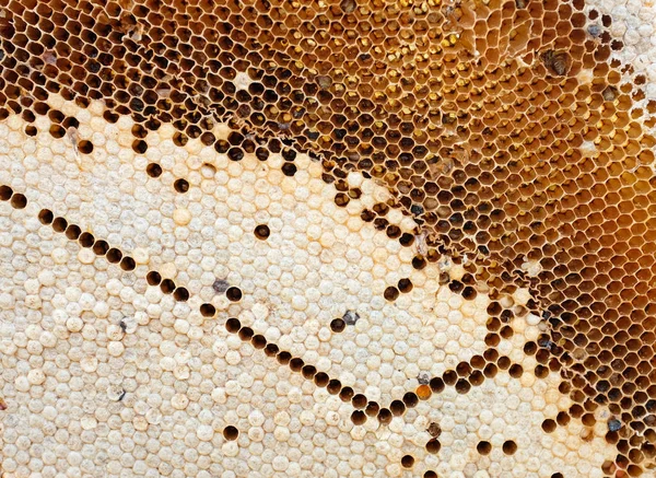 Panal con abejas y miel —  Fotos de Stock