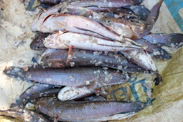 Yılanbaşı - çiğ taze balık yemek — Stok fotoğraf