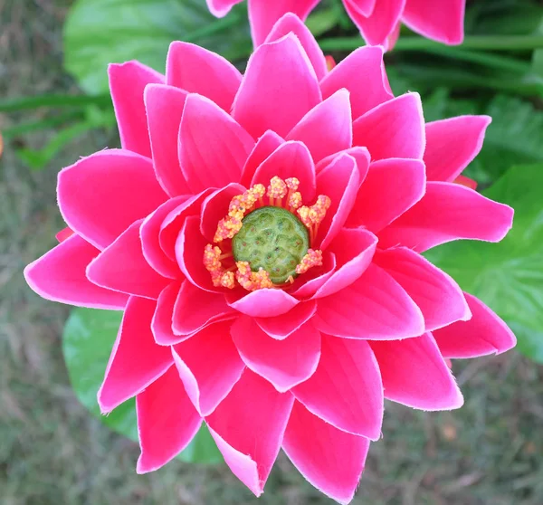 Een kunstmatige roze lotusbloem — Stockfoto