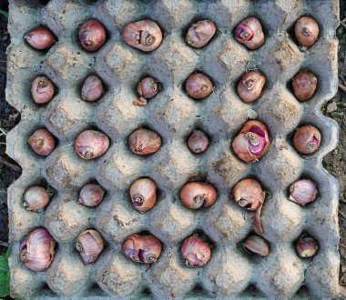 Fide tepsisi kırmızı soğan.