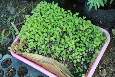 Genç küçük Sebze tarımı, kale Filiz sepet veya tepsi.