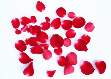Beyaz bir arka plan üzerinde izole kırmızı gül yaprakları özetini.