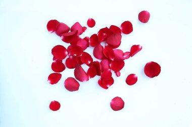 Beyaz bir arka plan üzerinde izole kırmızı gül yaprakları özetini.