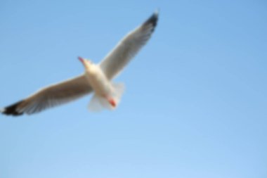 Gökyüzünde uçan görüntü martı bulanıklık.