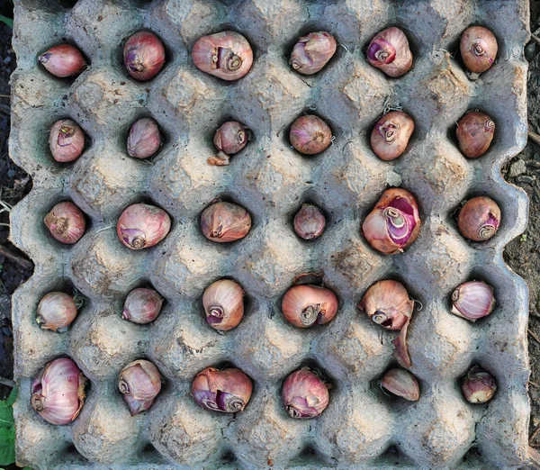 Fide tepsisi kırmızı soğan.