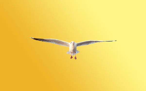 Uma gaivota voando sobre o fundo amarelo — Fotografia de Stock