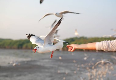 Martılar onlardan yemek