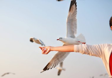 Martılar onlardan yemek