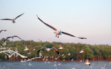 Seagulls flying seaside, animal nature fly mangrove forest the beach evening