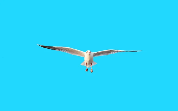 A seagull flying isolated on blue sky background