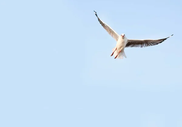 Racek letící na jasné obloze s kopií prostor — Stock fotografie