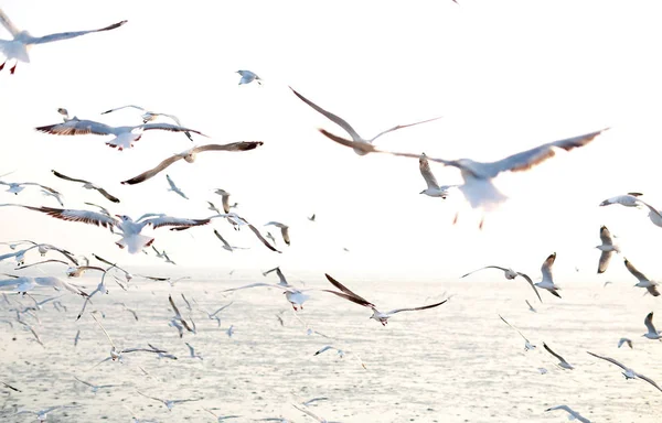 Uma gaivota voando à luz do sol . — Fotografia de Stock