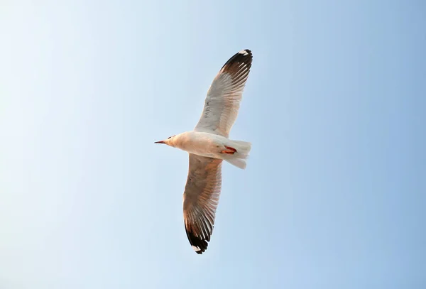 Un pescăruş zburând pe cer — Fotografie, imagine de stoc