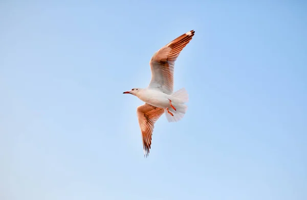 Bir martı uçan kuş martı sahil hayvan doğa sinek — Stok fotoğraf