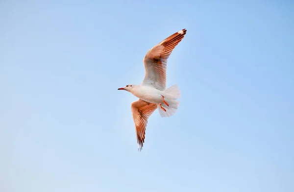 Een meeuw vliegende vogel meeuw kust dierlijke natuur vliegen — Stockfoto