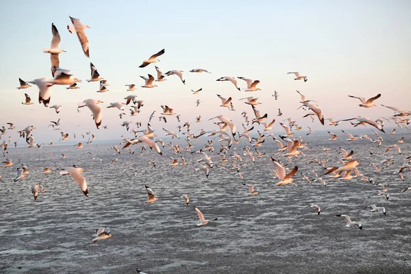 Martılar Tayland sahil üzerinde besleme içinde yüzlerce