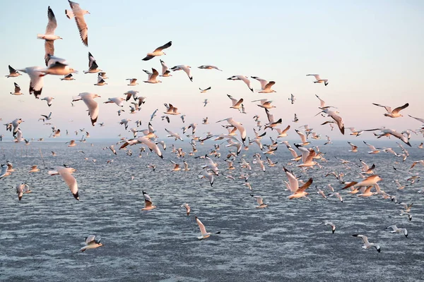 Martılar Tayland sahil üzerinde besleme içinde yüzlerce