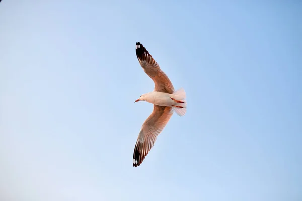 Чайка, що летить у блакитному небі — стокове фото