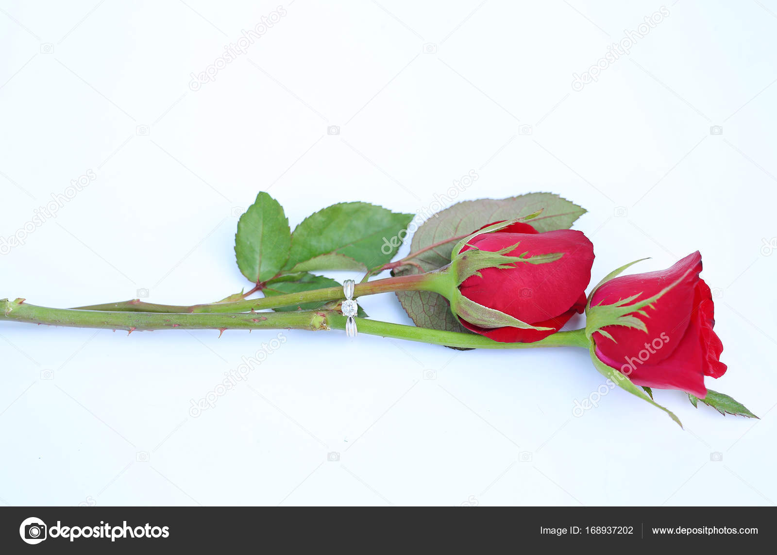 Red Roses Flower With Two Wedding Rings