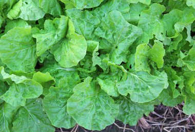 Marul, taze ve sağlıklı Ekim.