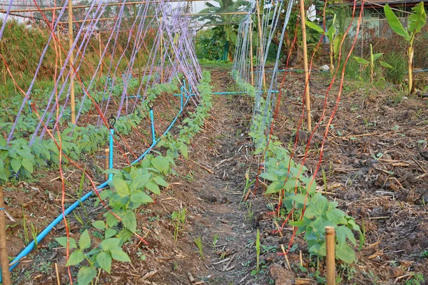 A Lentils plant in thailand.