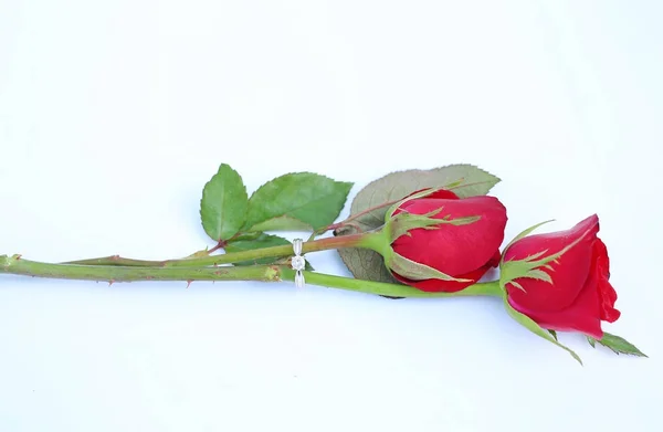 Две красные розы цветок с двумя обручальными кольцами на белом фоне . — стоковое фото