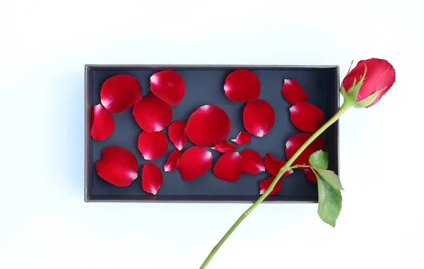 Czerwona róża i płatki w luksusowe skórzane pudełko na białym tle. — Zdjęcie stockowe