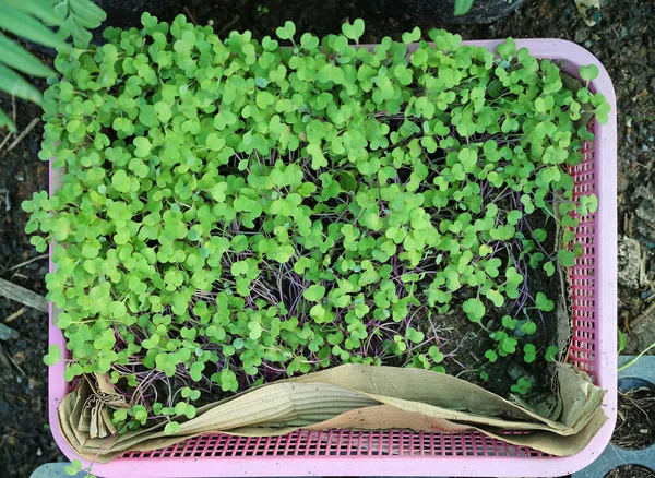 Genç küçük Sebze tarımı, kale Filiz sepet veya tepsi.