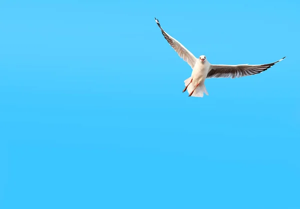 Eine Möwe fliegt auf blauem Himmel Hintergrund — Stockfoto