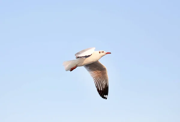 Gaviotas volando en el cielo al atardecer. — Foto de Stock