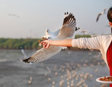 Martılar onlardan yemek