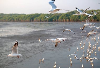 Gün batımında gökyüzünde uçan martılar..