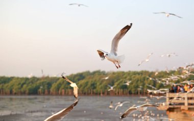 Gökyüzünde uçan martılar.