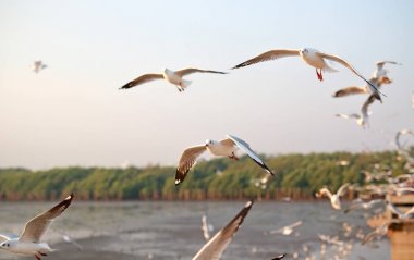 Gün batımında gökyüzünde uçan martılar..