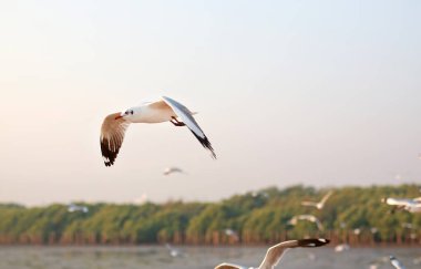 Gökyüzünde uçan martılar.