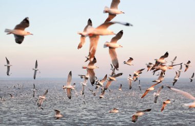Gün batımında gökyüzünde uçan martılar..