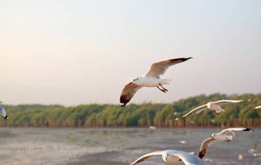 Gün batımında gökyüzünde uçan martılar..