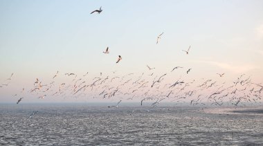 Gün batımında gökyüzünde uçan martıları peyzaj görüntüsü.