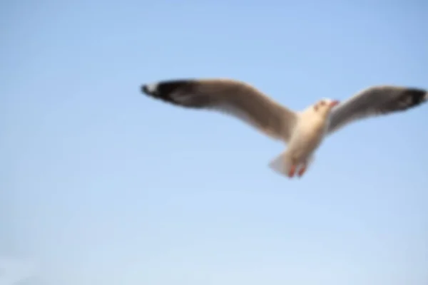 模糊图像在日落时分在天空中飞翔的海鸥. — 图库照片