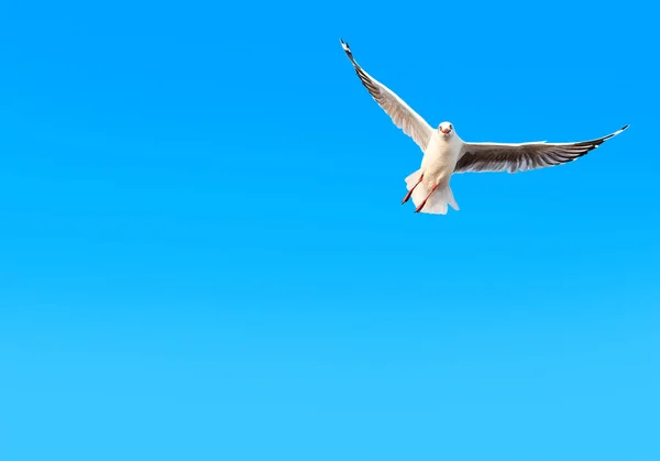 Eine Möwe fliegt in den Himmel — Stockfoto