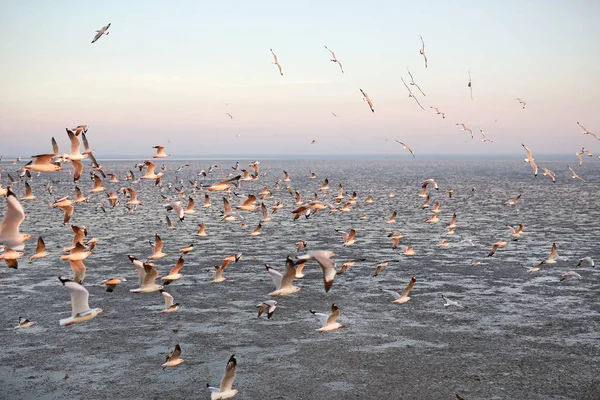 Gün batımında gökyüzünde uçan martıları yüzlerce.